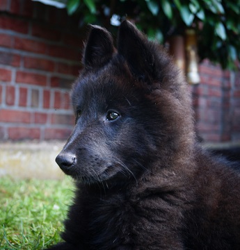 Emelie De Geracao Nova